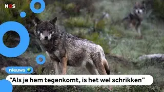 Wel of niet naar buiten? Basisscholen in Drenthe krijgen advies over de wolf