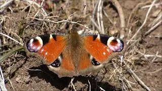 Papillon