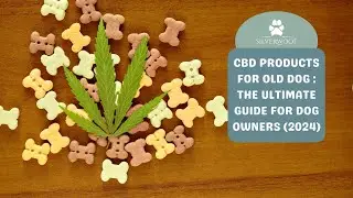CBD Products for old dog : the ultimate guide (2024) | Silverwoof