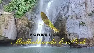ফড়িং ফড়িং পালা রে, তোর জান নিলো রে। Forest Glory damselfly।  সূচ ফড়িং   #butterfly #damselfly