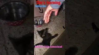 Funny spunky cat Midnight. #pets #animals #cats #shortvideo #shorts #funny #happy