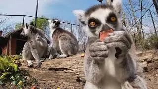 DIERGAARDE BLIJDORP: lunch voor ringstaartmaki - ROTTERDAM ZOO: lunch for ring tailed maki