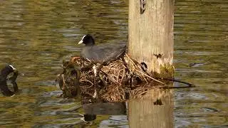 Coots nesting in vain