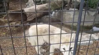 Safari Zoo Camp 2016