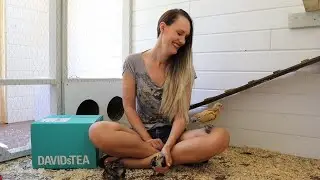 Latte Bundle (In the Chicken Palace) | DAVIDsTEA Unboxing | May 2021