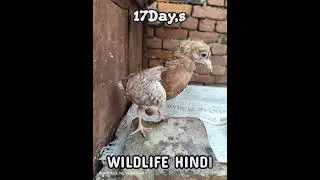Pigeon Grow 1 To 30 Days #pigeon #trending #birds #grow