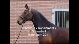 Brentano II x Rohdiamant x Donnerhall VbPr Mare
