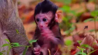 #monkeywild #newbornbaby