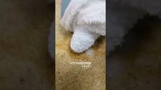 Baby Food Stain Removal