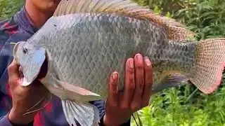 Pescaria de tilápia selvagem  / olha como rendeu essa pescaria 