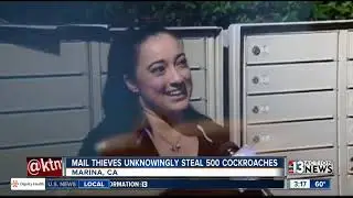 Mail thieves stole cockroaches