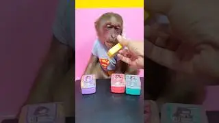 Baby Monkey Listening To The Candy Phone