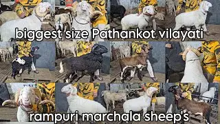 AWS GOAT FARM | BIGGEST SIZE SHEEP | VILAYATI SHEEPS | MARCHALA & RAMPURI SHEEPS 