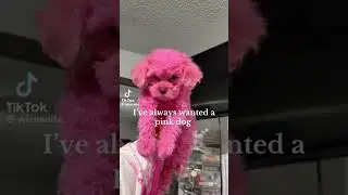 Very cute pink dog #preppyyyy