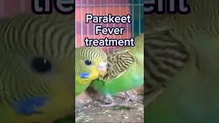 very Easy parakeet Fever treatment 😍😍 #birds #budgerigar #technical lightning