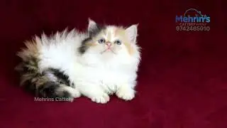 Calico kitten Mind Relaxing Video | Kitten of Mehrins Cattery | Pure Traditional Long Hair Kitten