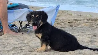 The story of Lord - The softest and cutest dog by the sea 🌊🌊 #dogrescue #rescue #straydogs 
