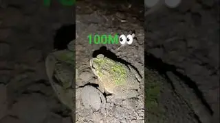 Real frogs 😍👀🐸 #animals #frog #shorts #viral