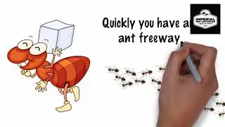 How to get rid of ants quickly and tips to keep them away.