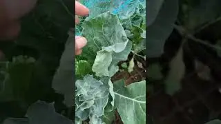 Cabbage and Broccoli Plant Care, Clear infested leaves #shorts #gardening #nodiggardening