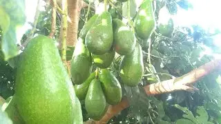 esse abacate é o Quintal ou Manteiga 🤔🥑