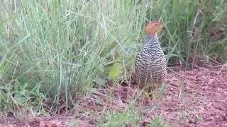 Coqui Francolin, Campocolinus c. coqui, Nylsvlei Nature Reserve, South Africa, 3 Dec 2022