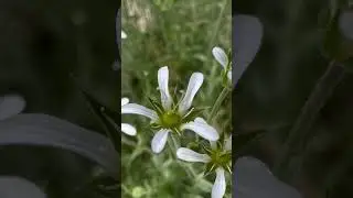 Hierba de la piedra (Arenaria grandiflora)