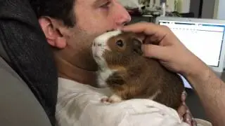 Cuddles with the guinea pigs