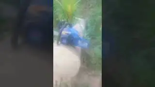 menegangkan!!!!!!pecah kayu jati belanda/gamelina/jati putih dengan senso kecil