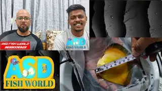Exotic and TOP QUALITY DISCUS FISH SOLD @ASDFISHWORLD #fishaquarium  #topquality #loveandrespect