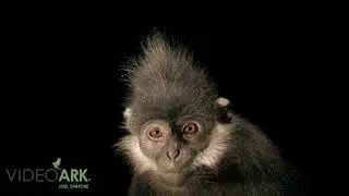 An endangered Vietnamese Fran&ccedil;ois&rsquo; langur (Trachypithecus francoisi) at the EPRC
