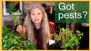 Winter Indoor Gardening Issues, from pests to watering, TIPS!