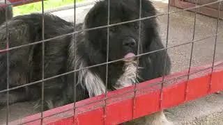 - NEMA TIH PARA ZA KOJE BIH DAO SOKOLA, CAUCASIAN SHEPHERD DOG