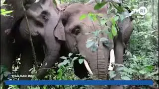 BBKSDA RIAU EVAKUASI GAJAH LIAR YANG RUSAK PERKEBUNAN WARGA | TVRI