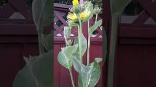 Корень девясила вылечивает болезни желудка и кишечника.