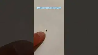 Carpet Beetle Larvae in Bath Tub |  