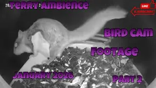 Bird Cam Footage January 2026 Part 2