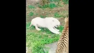 White Tiger VS Orange Tiger #shorts/#wildlife