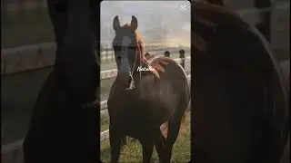 Part 6? #horse #synthvibes #equestrian #synthmagic #music #pony #synthlove #cute #synthwavemagic
