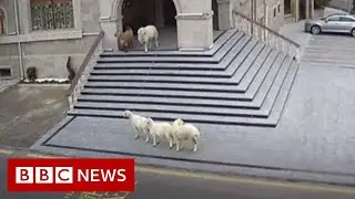 CCTV shows the moment farm animals visited a town hall - BBC News