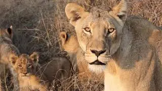 Lions in Africa - Simbavati Waterside