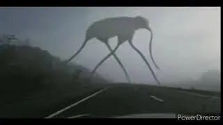bird walker sound