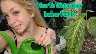 How To Water Your Indoor Plants | Bottom Watering Your Plants | Using A Water Meter