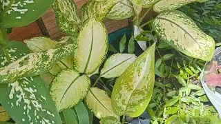 Arrumando as minhas plantas 