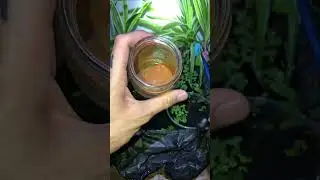 Being a guppy breeder DAY 30 #malaysiaguppy #guppybreeder #guppy #getafish