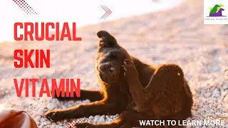 Is your dog getting enough of this crucial skin nutrient??