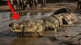 Крокодил попал в рыболовную сеть недалеко от деревни | Шокирующая история спасения дикого животного