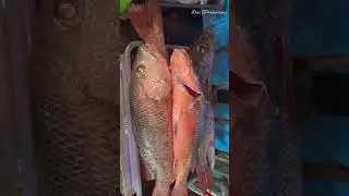 9.8KG Snapper Fish Caught🎣🐟 #rodfishing #snapperfishing #fishing #deviproductions