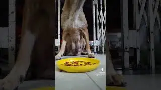 #funnyvideos #prank #cat #dog #chien #animalsoftiktok #ypf #viral #pet