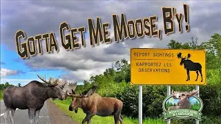 GOT TO GET ME MOOSE B'Y